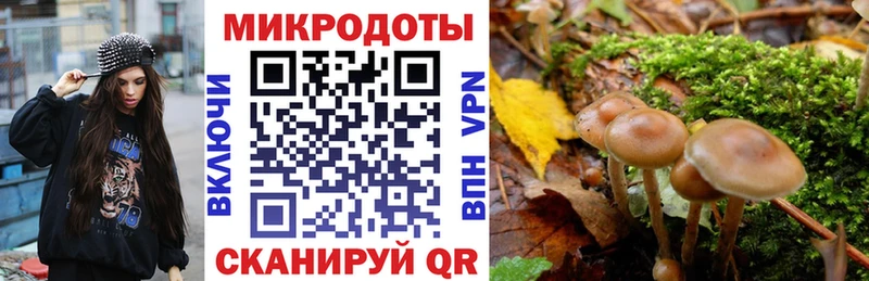 Галлюциногенные грибы Psilocybine cubensis  купить  цена  Тайга 
